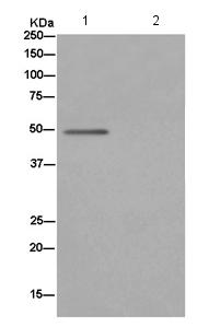 Immunoprecipitation - Anti-NFIB / NF1B2 antibody [EPR14122] - BSA and Azide free (ab250892), expandable thumbnail