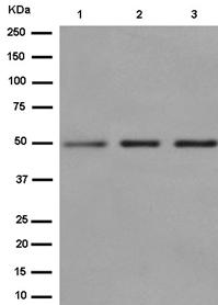 Western blot - Anti-NFIB / NF1B2 antibody [EPR14122] - BSA and Azide free (AB250892), expandable thumbnail