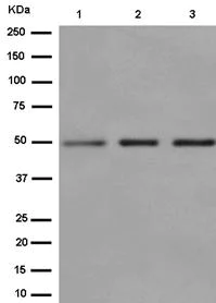 Western blot - Anti-NFIB / NF1B2 antibody [EPR14122] - BSA and Azide free (AB250892)