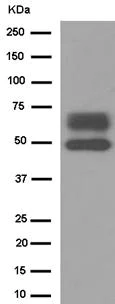 Western blot - Anti-NFIB / NF1B2 antibody [EPR14122] - BSA and Azide free (AB250892)