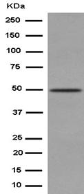 Western blot - Anti-NFIB / NF1B2 antibody [EPR14122] - BSA and Azide free (AB250892), expandable thumbnail