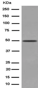 Western blot - Anti-NFIB / NF1B2 antibody [EPR14122] - BSA and Azide free (AB250892)
