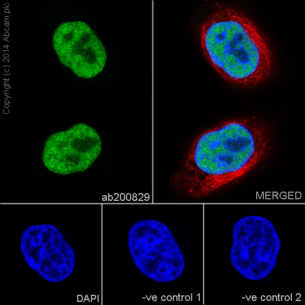 Immunocytochemistry/ Immunofluorescence - Anti-NFIB / NF1B2 + NFIC/CTF antibody [EPR14504] (AB200829), expandable thumbnail
