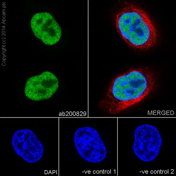 Immunocytochemistry/ Immunofluorescence - Anti-NFIB / NF1B2 + NFIC/CTF antibody [EPR14504] - BSA and Azide free (AB251321)