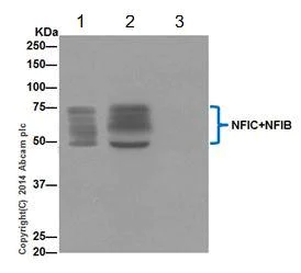 Immunoprecipitation - Anti-NFIB / NF1B2 + NFIC/CTF antibody [EPR14504] - BSA and Azide free (AB251321)