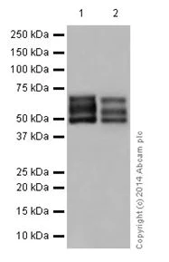 Western blot - Anti-NFIB / NF1B2 + NFIC/CTF antibody [EPR14504] - BSA and Azide free (AB251321)