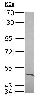 Western blot - Anti-NFIC/CTF antibody (AB228909)