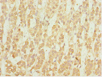 Immunohistochemistry (Formalin/PFA-fixed paraffin-embedded sections) - Anti-NFIL3 antibody (AB230090)