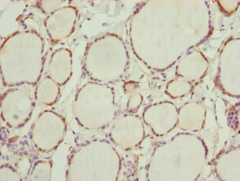 Immunohistochemistry (Formalin/PFA-fixed paraffin-embedded sections) - Anti-NFIL3 antibody (AB230090)