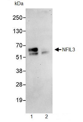 Immunoprecipitation - Anti-NFIL3 antibody (AB93785), expandable thumbnail