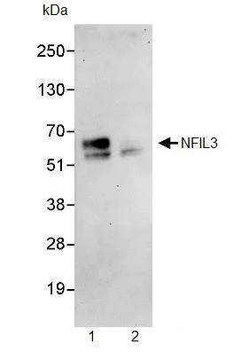 Immunoprecipitation - Anti-NFIL3 antibody (AB93785)