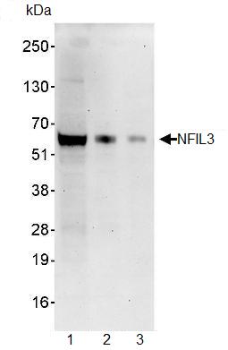 Western blot - Anti-NFIL3 antibody (AB93785), expandable thumbnail