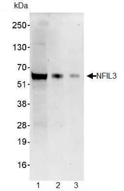 Western blot - Anti-NFIL3 antibody (AB93785)