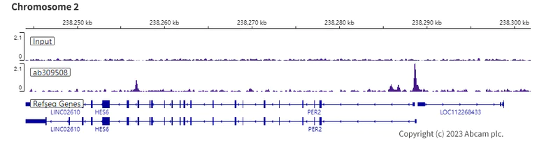 ChIP-sequencing - Anti-NFIL3 antibody [EPR27211-70] (AB309508)