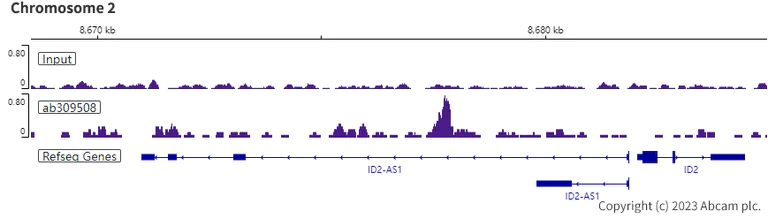 ChIP-sequencing - Anti-NFIL3 antibody [EPR27211-70] (AB309508)