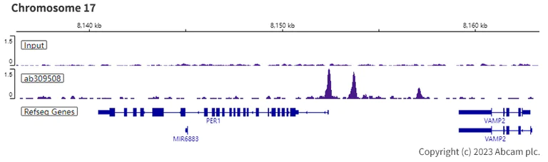 ChIP-sequencing - Anti-NFIL3 antibody [EPR27211-70] (AB309508)