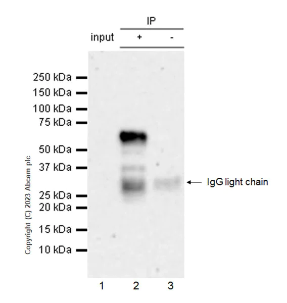 Immunoprecipitation - Anti-NFIL3 antibody [EPR27211-70] (AB309508)