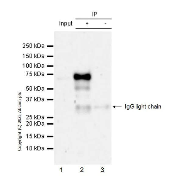 Immunoprecipitation - Anti-NFIL3 antibody [EPR27211-70] (AB309508)