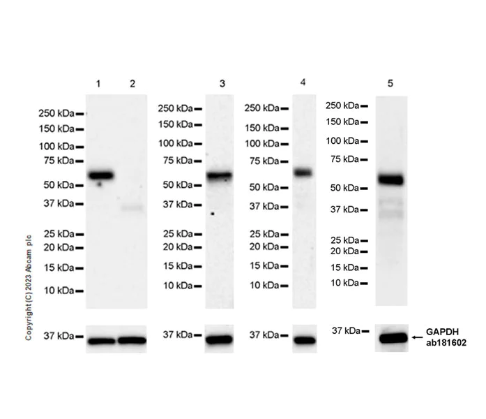 Western blot - Anti-NFIL3 antibody [EPR27211-70] (AB309508)