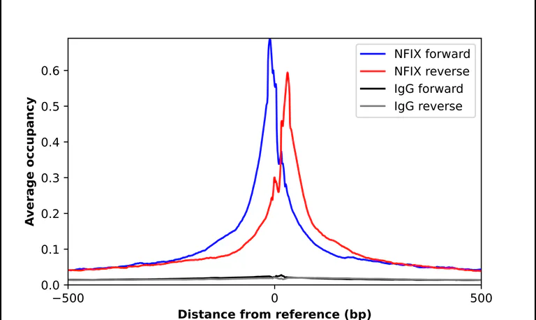 ChIP - Anti-NFIX Antibody (AB327186)