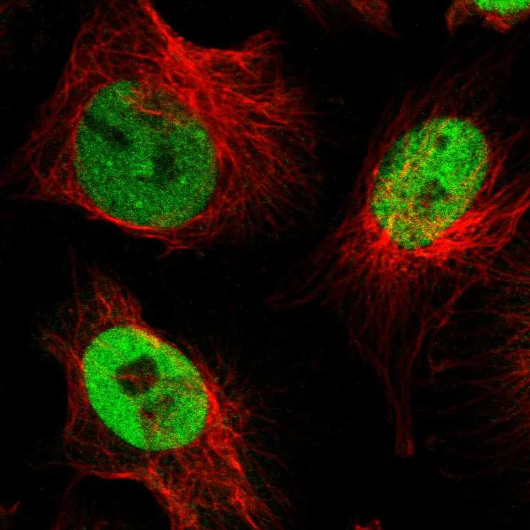Immunocytochemistry/ Immunofluorescence - Anti-NFIX Antibody (AB327186)