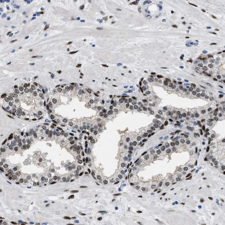 Immunohistochemistry (Formalin/PFA-fixed paraffin-embedded sections) - Anti-NFIX Antibody (AB327186)