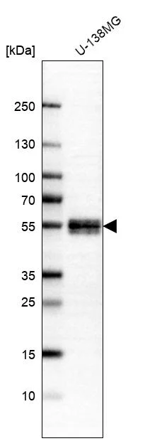 Western blot - Anti-NFIX Antibody (AB327186)