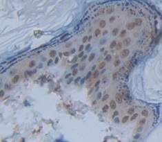 Immunohistochemistry (Formalin/PFA-fixed paraffin-embedded sections) - Anti-NFIX/CTF antibody (AB231324)