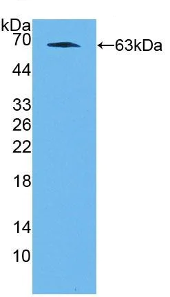 Western blot - Anti-NFIX/CTF antibody (AB231324)