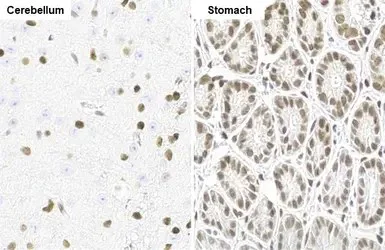 Immunohistochemistry (Formalin/PFA-fixed paraffin-embedded sections) - Anti-NFIX/CTF antibody [HL1269] - BSA and Azide free (AB313840)