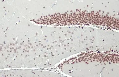 Immunohistochemistry (Formalin/PFA-fixed paraffin-embedded sections) - Anti-NFIX/CTF antibody [HL1269] - BSA and Azide free (AB313840)