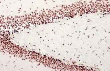 Immunohistochemistry (Formalin/PFA-fixed paraffin-embedded sections) - Anti-NFIX/CTF antibody [HL1269] - BSA and Azide free (AB313840)