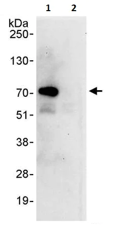 Immunoprecipitation - Anti-NFkB c Rel antibody (AB264238)