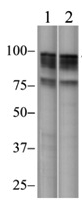 Western blot - Anti-NFkB Inducing Kinase NIK antibody [3H31L48] (AB203568), expandable thumbnail