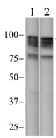 Western blot - Anti-NFkB Inducing Kinase NIK antibody [3H31L48] (AB203568)