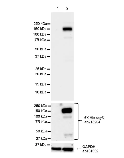 Western blot - Anti-NFkB Inducing Kinase NIK antibody [EPR26101-23] - BSA and Azide free (AB314147)