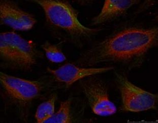 Immunocytochemistry/ Immunofluorescence - Anti-NFkB p100/NFKB2 antibody (AB131539), expandable thumbnail