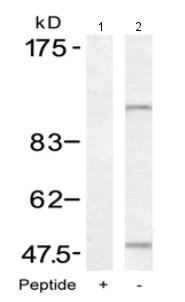 Western blot - Anti-NFkB p100/NFKB2 antibody (AB131539), expandable thumbnail
