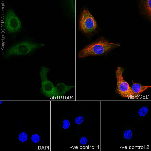 Immunocytochemistry/ Immunofluorescence - Anti-NFkB p100/NFKB2 antibody [EPR18756] (AB191594)