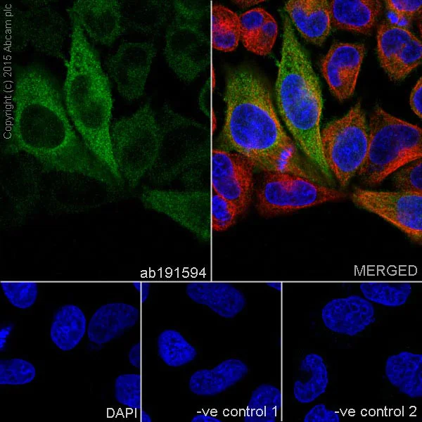 Immunocytochemistry/ Immunofluorescence - Anti-NFkB p100/NFKB2 antibody [EPR18756] - BSA and Azide free (AB251092)