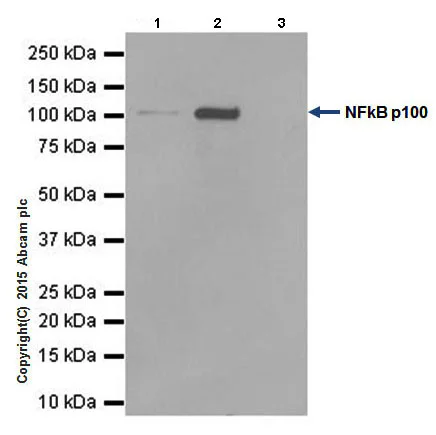 Immunoprecipitation - Anti-NFkB p100/NFKB2 antibody [EPR18756] - BSA and Azide free (AB251092)