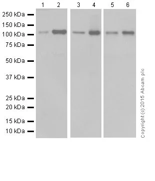 Western blot - Anti-NFkB p100/NFKB2 antibody [EPR18756] - BSA and Azide free (AB251092)
