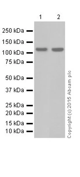 Western blot - Anti-NFkB p100/NFKB2 antibody [EPR18756] - BSA and Azide free (AB251092)