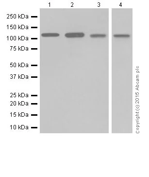 Western blot - Anti-NFkB p100/NFKB2 antibody [EPR18756] - BSA and Azide free (AB251092)