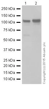 Western blot - Anti-NFkB p100/NFKB2 antibody [EPR18756] - BSA and Azide free (AB251092)