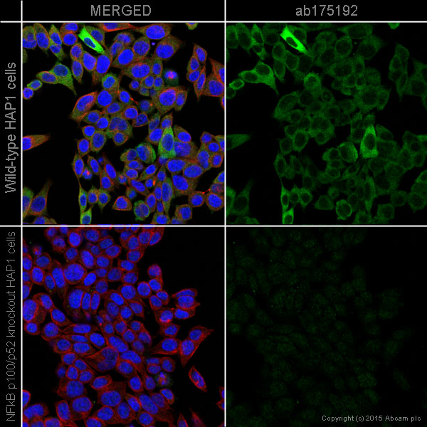 Immunocytochemistry/ Immunofluorescence - Anti-NFkB p100/NFKB2 antibody [EPR4686-66] (AB175192), expandable thumbnail