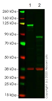 Western blot - Anti-NFkB p100/NFKB2 antibody [EPR4686-66] (AB175192), expandable thumbnail