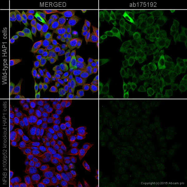Immunocytochemistry/ Immunofluorescence - Anti-NFkB p100/NFKB2 antibody [EPR4686-66] - BSA and Azide free (AB249847)