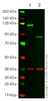Western blot - Anti-NFkB p100/NFKB2 antibody [EPR4686-66] - BSA and Azide free (AB249847)