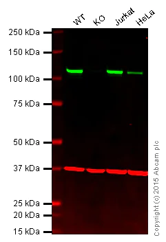 Western blot - Anti-NFkB p100/NFKB2 antibody [EPR4686-66] - BSA and Azide free (AB249847)